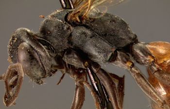 Media type: image;   Entomology 13655 Aspect: thorax lateral